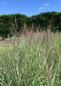 Panicum virgatum 'Heavy Metal'